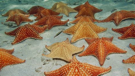 Red Cushion Starfish Everything You Need To Know About