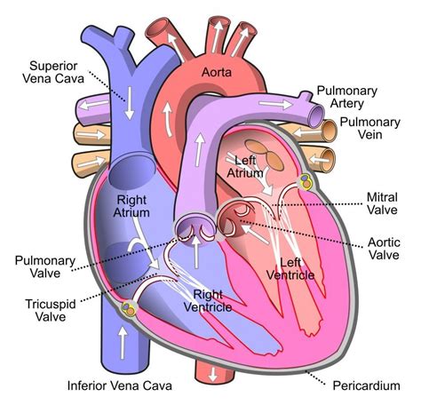 How Does The Heart Pump Blood Science Abc