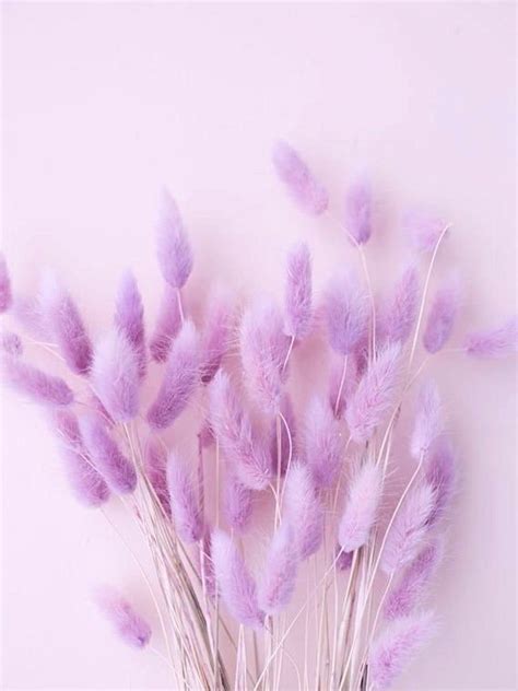 Photo Wall Collage Kit Lavender Light Purple Aesthetic Set Of 60 Photos