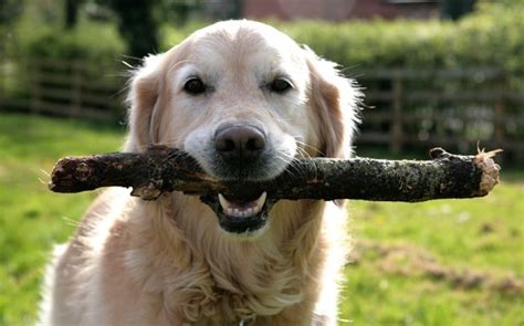 Playing Fetch With Sticks Can Harm Dogs Vets Warn