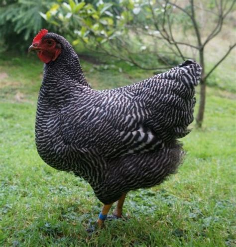 Maybe you would like to learn more about one of these? Plymouth Rock Chicken - Partridge, Barred, White, Blue ...