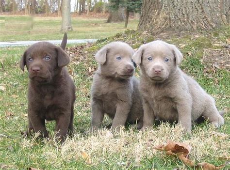 They are also prized as gun dogs, and their ability to retrieve game fowl from water. Chocolate Labrador Puppies For Sale Near Me