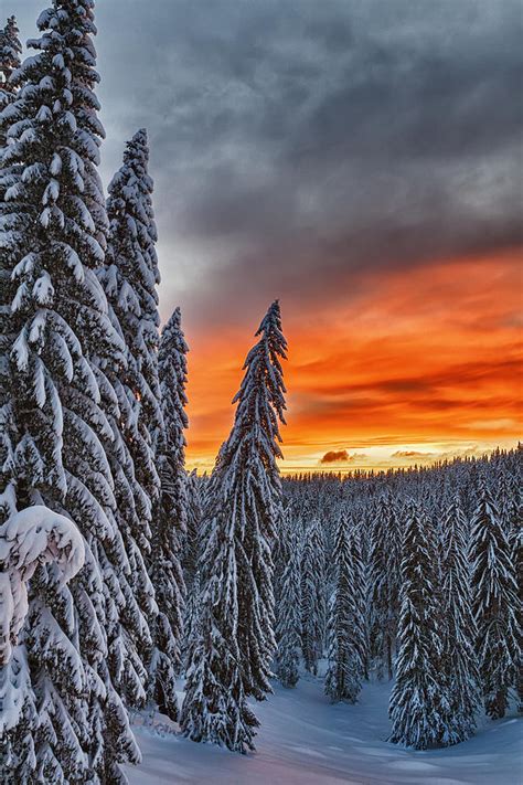 Snow And Sunrise Photograph By Evgeni Dinev