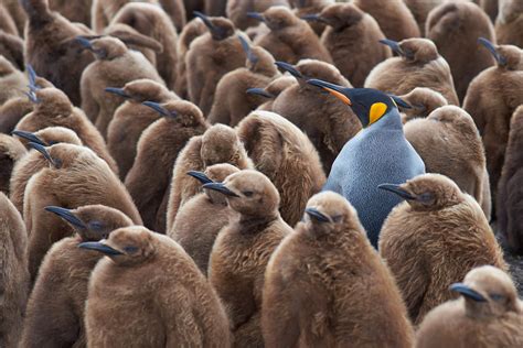 Adult King Penguin Aptenodytes Patagonicus Standing Amongst A Large