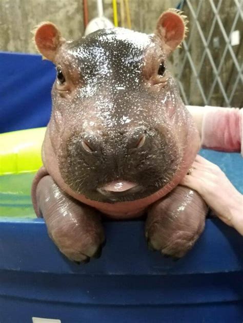 21 Baby Hippo Pictures That Will Make You Smile In Ways You Never Knew Possible