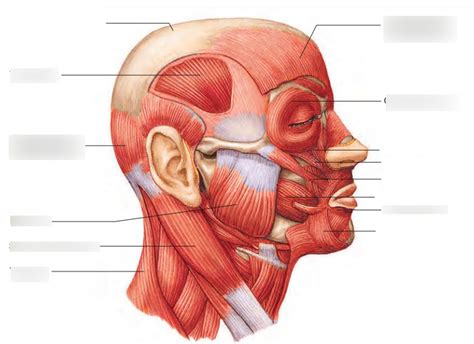 bio 318 exam 2 facial muscle 1 diagram quizlet