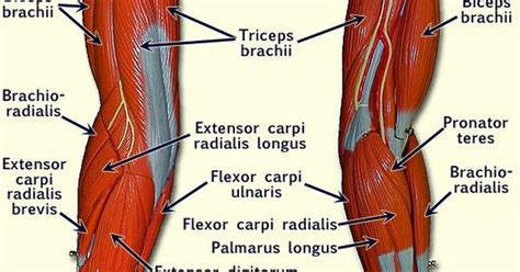 The biceps brachii muscle of the arm has two origins that are fixed to the scapula bone and one insertion. left arm muscle model labeled - Google Search | anatomy | Pinterest | Arm muscles, Models and Muscle