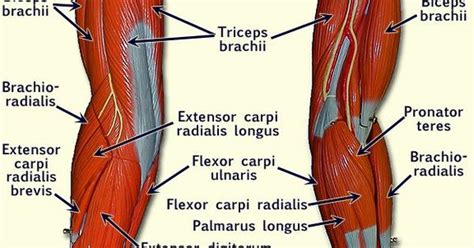 The muscles of the anterior of the forearm are generally divided into two groups:superficial deepsuperficial muscles of the front of the forearm this group consists of five muscles. left arm muscle model labeled - Google Search | anatomy ...
