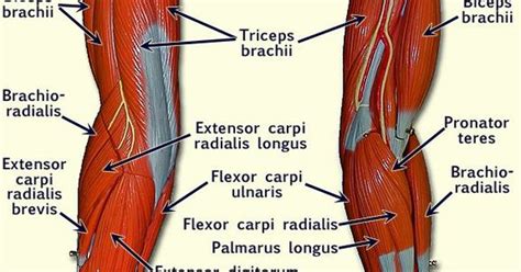 Naming skeletal muscles according to a number of criteria we name many muscles as a result of their location. left arm muscle model labeled - Google Search | anatomy ...