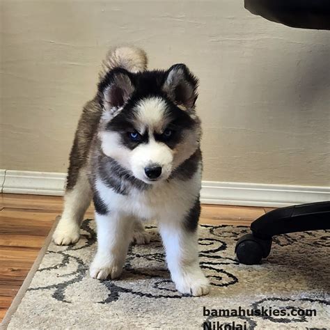 Husky Puppies For Sale Buying A Well Bred Dog Siberian Husky Puppies