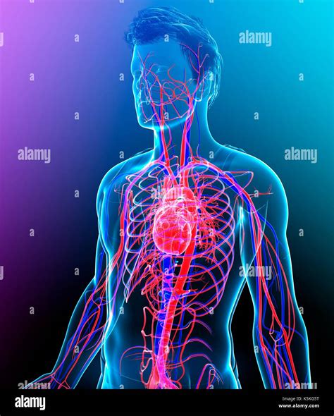 Illustration Of Male Heart Stock Photo Alamy