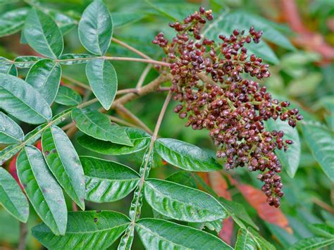 Sumac Trees And Shrubs