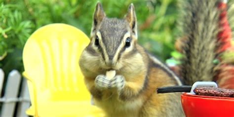 Crazy Chipmunk Lady Captures Picture Perfect Moments Fox News Video