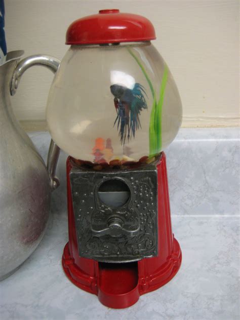 cute fish tank | Fish tank terrarium, Fish tank, Small fish tanks