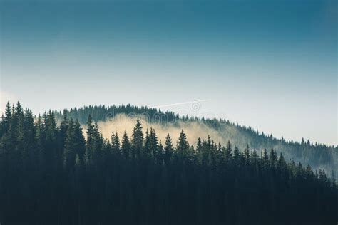 Misty Pine Forest On The Mountain Slope In A Nature Reserve Stock Photo