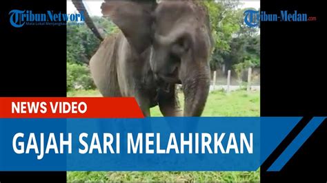 Gajah Sari 35 Melahirkan Gajah Betina Di Tangkahan Youtube