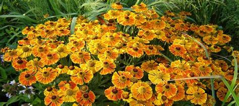 Helenium is a genus of annuals and herbaceous perennial plants in the sunflower family asteraceae, native to the americas. helenium