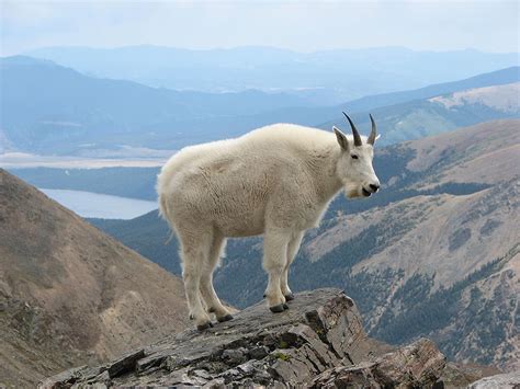 Mountain Goat Kills Hiker Outdoor Life