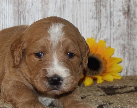 If you need help distinguishing the characteristics. Local Dog Breeder with Puppies for Sale | Goldendoodle ...