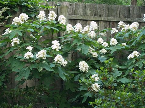 Check spelling or type a new query. Hydrangeas - Showy Color Shady Spots | East Texas Gardening