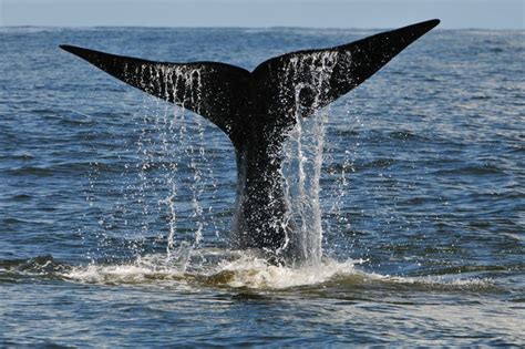 Video aus argentinien orcas jagen am strand. Urlaub in Argentinien am Strand zum Beobachten von ...
