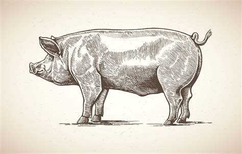 12 Books To Read After You Finish ‘animal Farm Pig Illustration Pig
