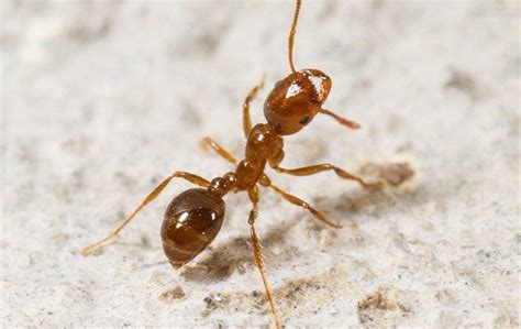 Why Are The Fire Ants In West Palm Beach Such A Nuisance Empire Pest
