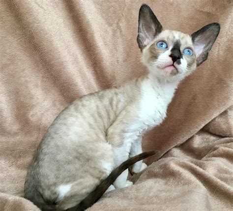 Cornish Rex Cat Breed References Puppies Site