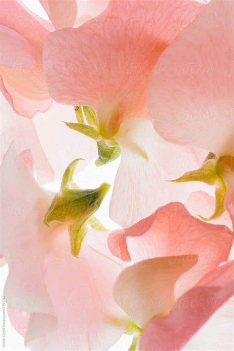 Sweet Pea Blossoms Del Colaborador De Stocksy Kristin Duvall Stocksy