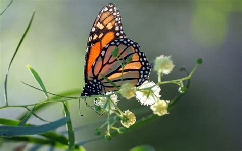 Monarch Butterfly Wallpaper Download Wallpaper 2560x1600 Monarch