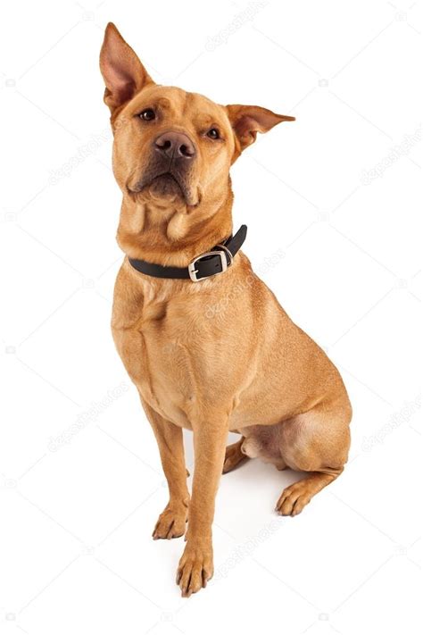 Beautiful Large Crossbreed Dog — Stock Photo © Adogslifephoto 38669629