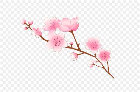 Cherry Blossoms PNG Transparent Cherry Blossom Cherry Blossom Clipart