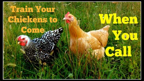 train your chickens with a call~ youtube