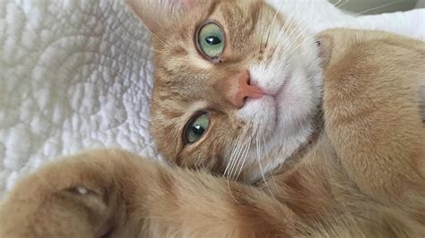 I finally got a nice photo of a certain orange tabby that refuses to sit still for the camera. Happy Caturday!! Beautiful Female Orange Tabby with Green ...