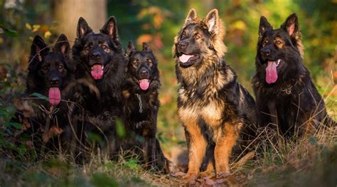 Black German Shepherds Puppies Genetics And More With Pictures