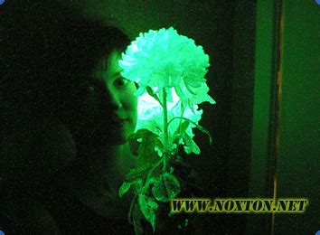 Glow in the dark plant is an amazing way to bring some magic and fantasy to any aquarium. Glow in the Dark Artificial Flowers