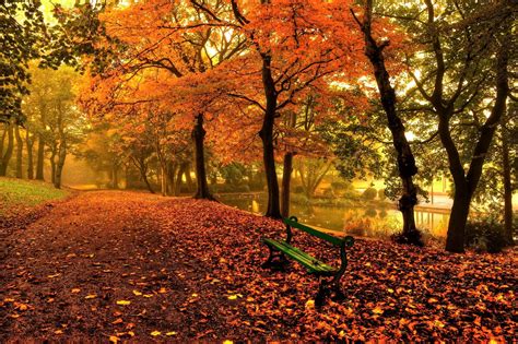 Bench And Trees From Autumn Park In Fall Wallpaper Hd City 4k
