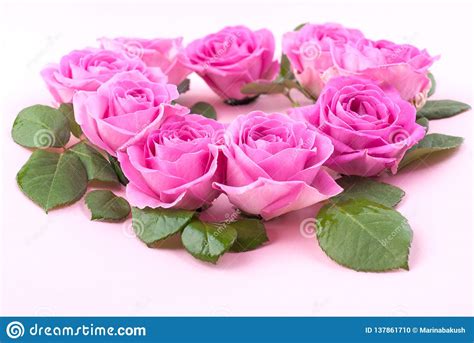 Bouquet Of Pink Roses With Petals On A Pink Background Surprise In