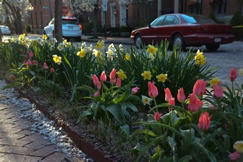 Daffodils Narcissus For Every Garden Every Size Thinking Outside