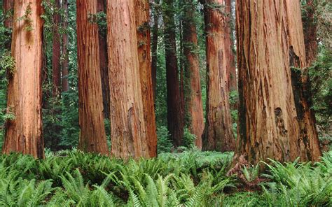 Redwood Tree Wallpapers Arthatravel Com