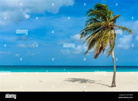 Palm Tree On The Idyllic White Sand Of Eagle Beach In Aruba Caribbean