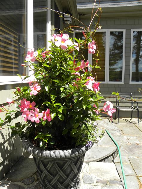It's an ideal plant for a low hedge, edging, or mixed with other plants in a colorful flower garden. Mandevilla vine in a pation concrete container very ...