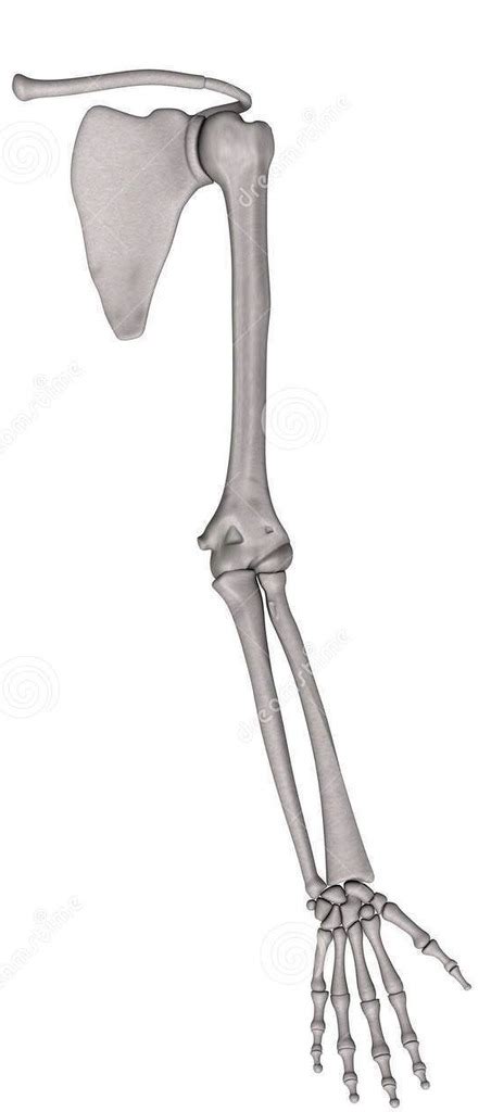 Arm Bones Diagram Quizlet