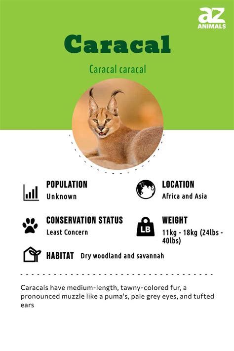 Caracal Animal Facts Caracal Caracal A Z Animals