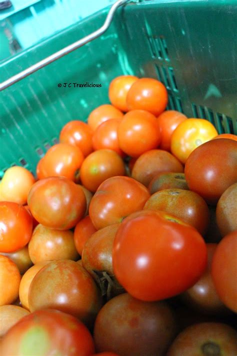 Pick the tomatoes and fill the machine. J C Travelicious: KC Kwang & Sons Grape & Tomato Farm ...