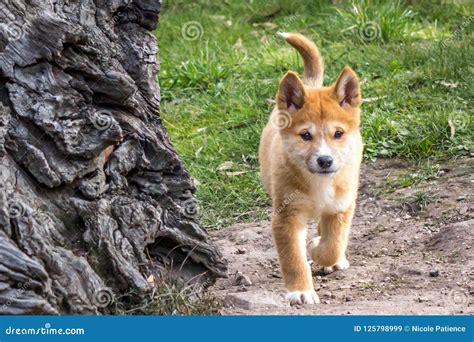 Purebred Dingo Puppy Victoria Australia August 2018 Stock Image