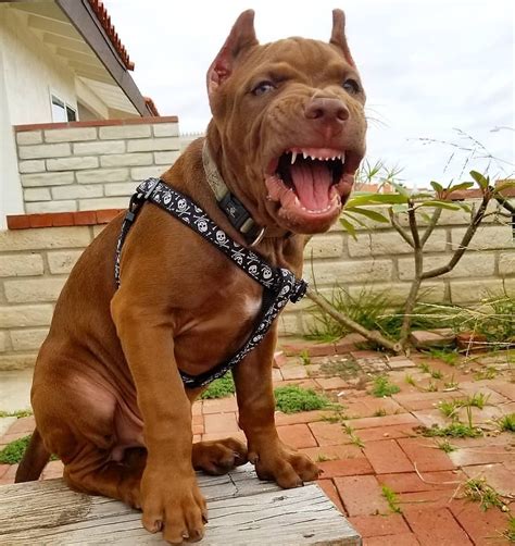 Very Angry Pitbull Pitbulls Pets Instagram Dogs