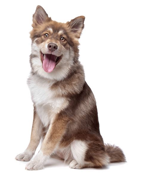 See more ideas about finnish lapphund, finnish, dogs. Finnish Lapphund Breeders Australia | Finnish Lapphund ...