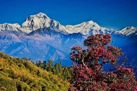 Poon Hill And Ghorepani 3 Day Hike From Pokhara