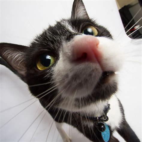 Video Camera Picture Funny Cats Cat Bumping Cameras Into Curious Camera Closeup Barnorama